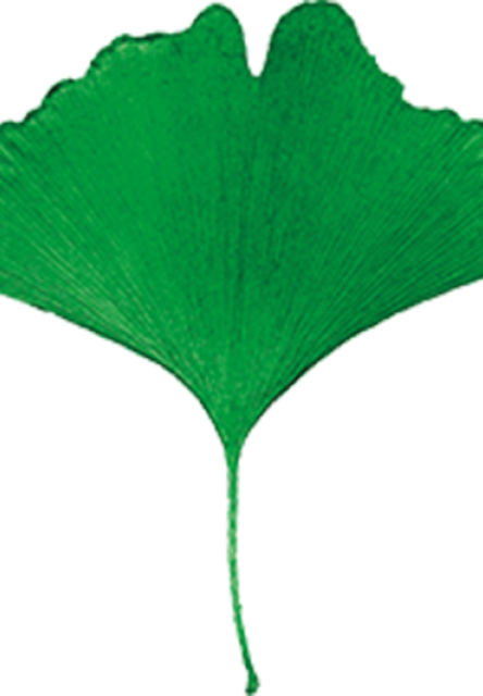 ginkofrei mini Web 1
